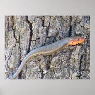Póster Skink de cabeza amplia