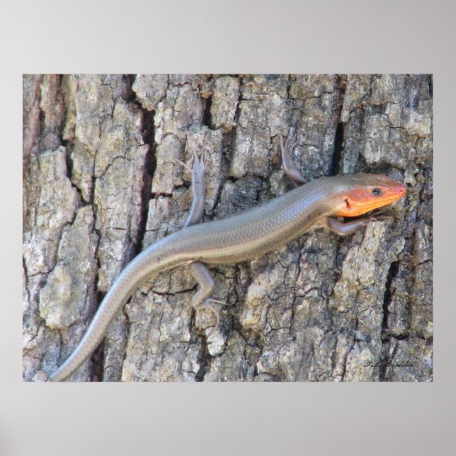Póster Skink de cabeza amplia (Frente)