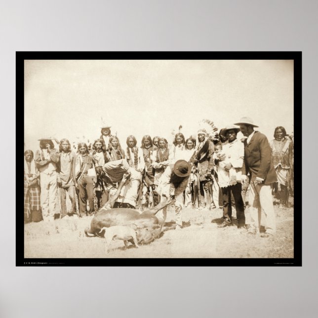 Póster Skinning Cattle at Pine Ridge Reservation SD 1887 (Frente)
