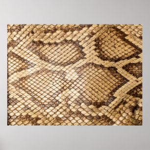 Póster Skinpython reticulado, piel, serpiente, reticulato