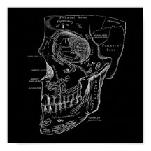 Skull Face Bones Anatomía Ilustracion Médico Antig