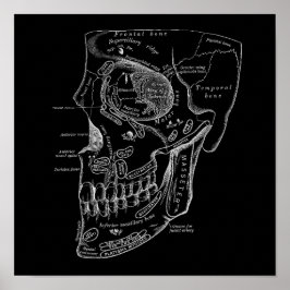 Póster Skull Face Bones Anatomía Ilustracion Médico Antig