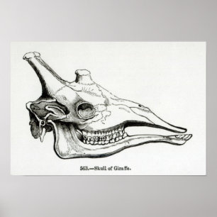 Póster Skull of a Giraffe