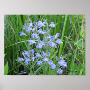 Póster Skullcap áspero, integrifolia del Scutellaria