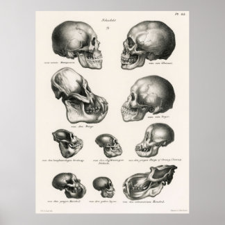 Póster Skulls Ilustracion la evolución humana