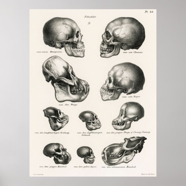 Póster Skulls Ilustracion la evolución humana (Frente)