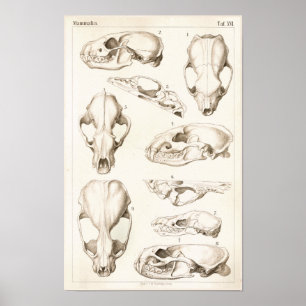 Póster Skulls of Mammals Veterinary Anatomy Print
