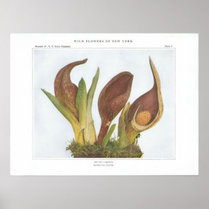 Póster Skunk Cabbage - Spathyema foetida