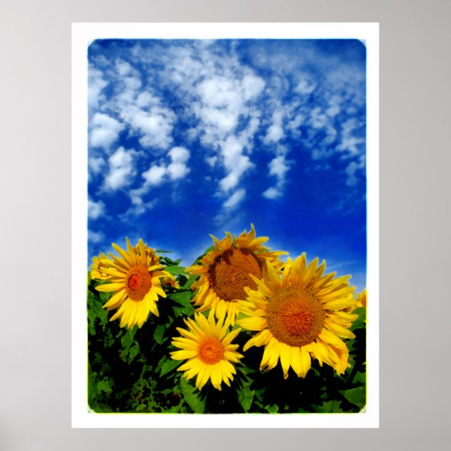 Póster Sky y Bloom , poster (Frente)