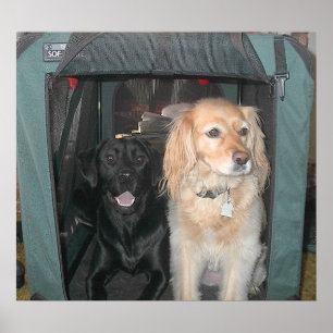 Póster Slate y Sasha