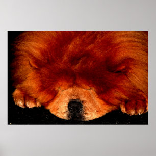 Póster Sleeping Chow Chow Wapcn