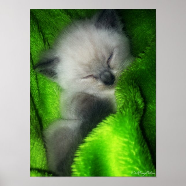 Póster Sleeping Kitty (Frente)