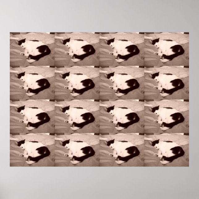 Póster Sleeping Kitty/Black & White Photo (Frente)