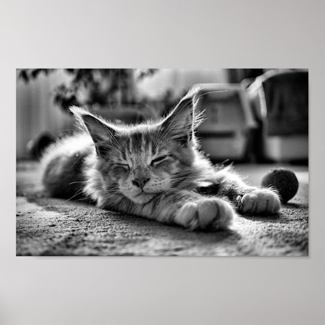 Póster Sleeping Maine Coon Cat Negro y Blanco (Frente)