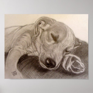 Póster Sleeping Puppy