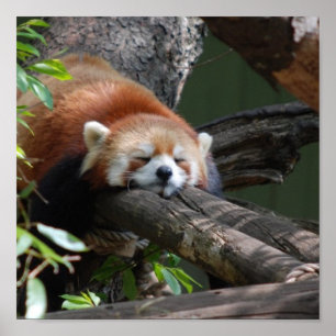 Póster Sleeping Red Panda  Poster
