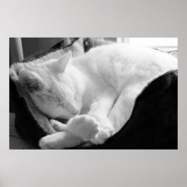 Póster Sleeping Squeak