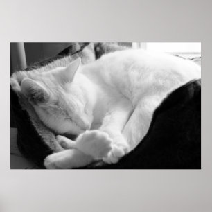 Póster Sleeping Squeak