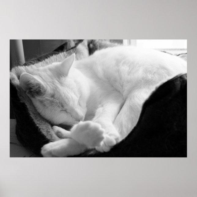 Póster Sleeping Squeak (Frente)