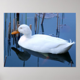 Póster Sleeping White Duck Reflection