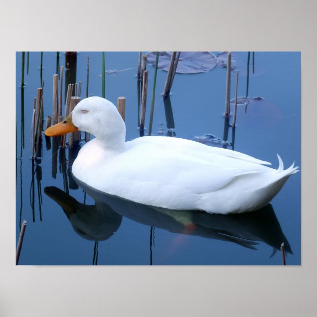 Póster Sleeping White Duck Reflection (Frente)
