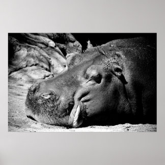 Póster Sleepy