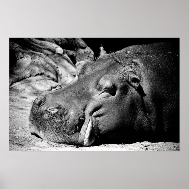 Póster Sleepy (Frente)