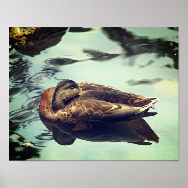 Póster Sleepy Brown Mallard Duck Nature (Frente)