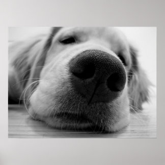 Póster Sleepy Golden