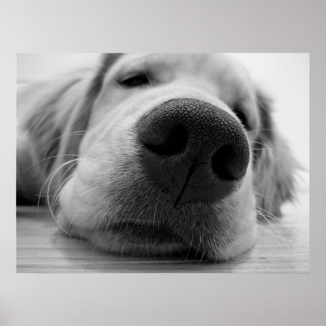 Póster Sleepy Golden (Frente)