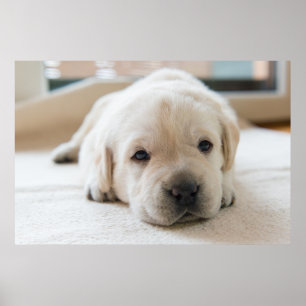 Póster Sleepy Golden Labrador Puppy