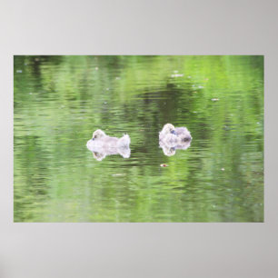 Póster Sleepy Goslings