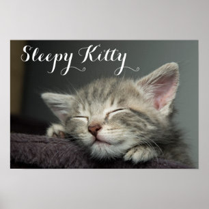 Póster Sleepy Kitten