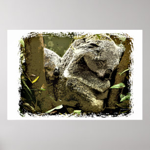 Póster Sleepy Koalas