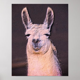 Póster Sleepy Llama Face Animal Art