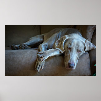 Póster Sleepy Weimaraner