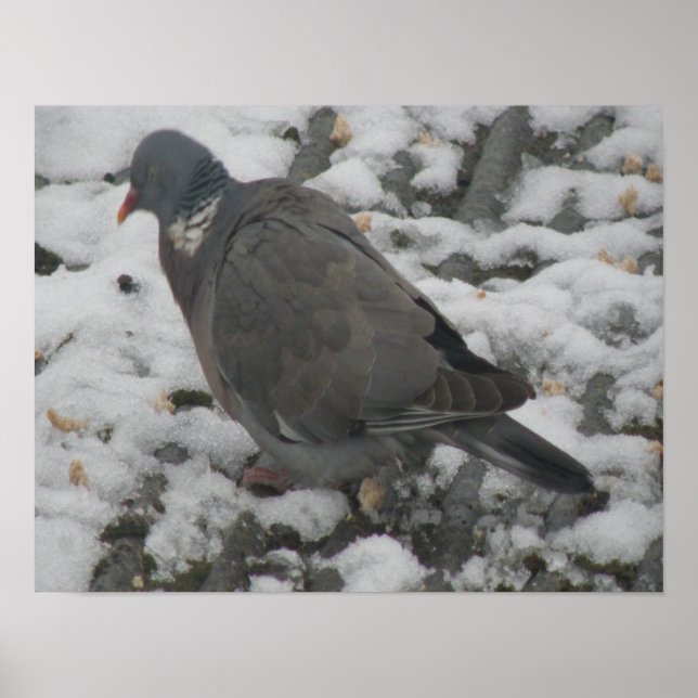 Póster Sleepy Wood Pigeon Print (Frente)