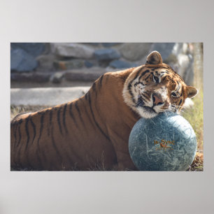 Póster Sleepy Zachariah