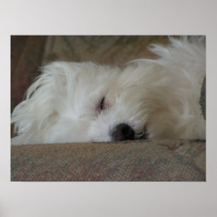Póster Sleepyhead