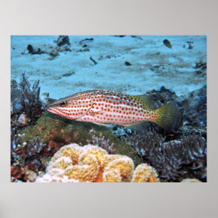 Póster Slender Grouper