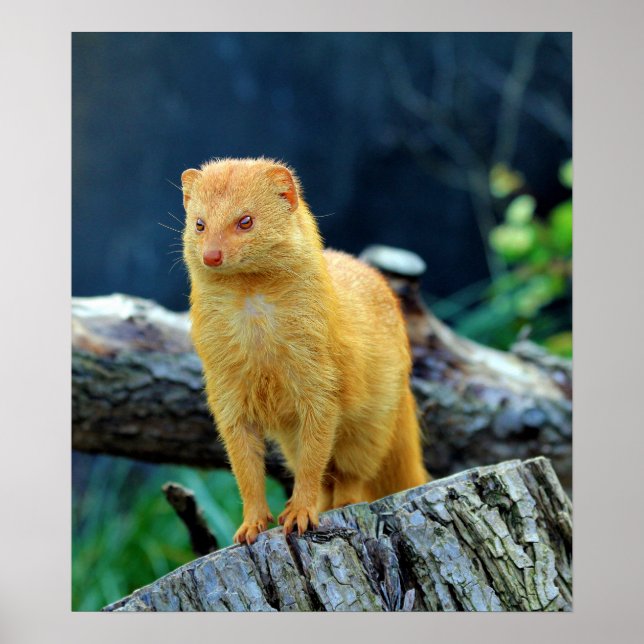 Póster Slender Mongoose Galerella Sanguinea (Frente)