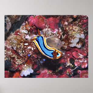 Póster Slinking Nudibranch
