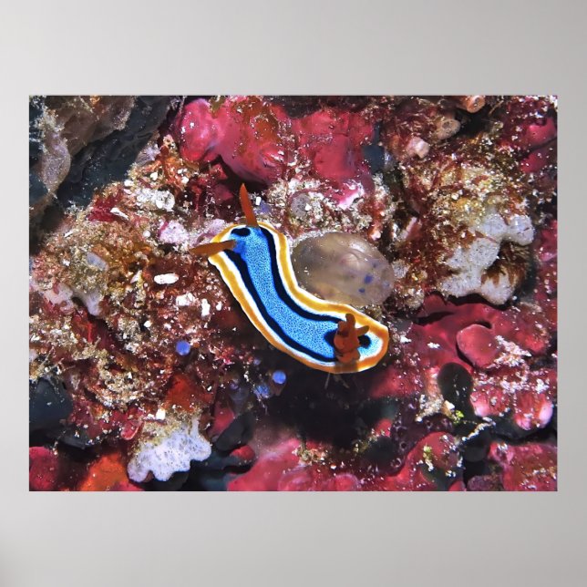 Póster Slinking Nudibranch (Frente)