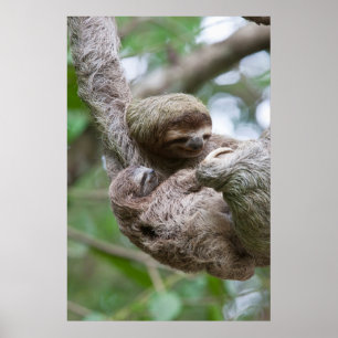 Póster Sloth Baby with Mother Hanging from a Tree