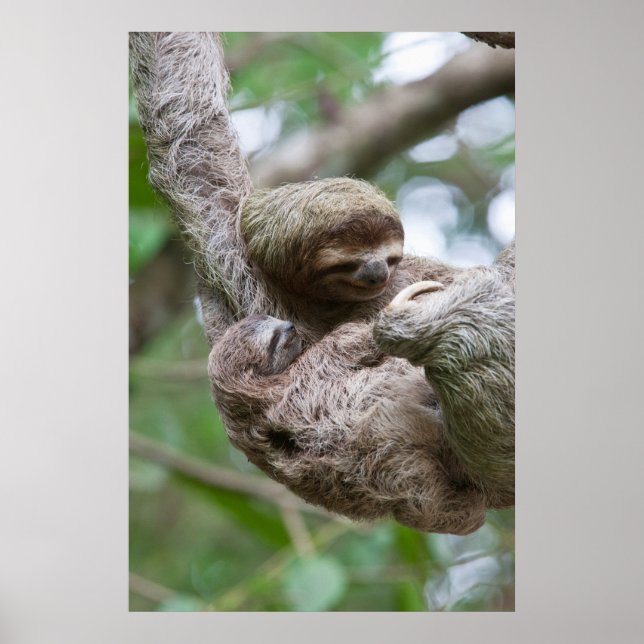 Póster Sloth Baby with Mother Hanging from a Tree (Frente)