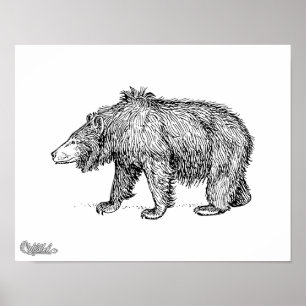 Póster Sloth Bear