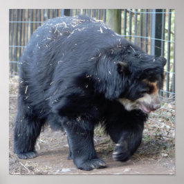 Póster Sloth Bear