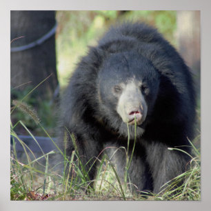 Póster Sloth Bear