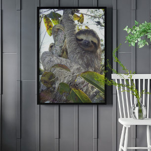Póster Sloth de tres puntas