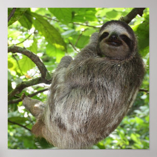Póster Sloth in Tree Poster